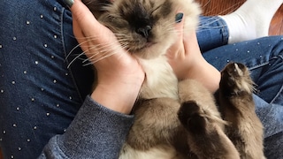 Frau hält Katze im Schoß