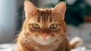 Stray red cat closeup portrait
