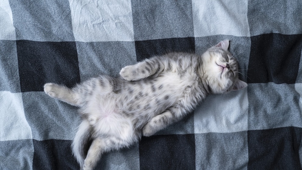 Katze schläft auf dem Rücken