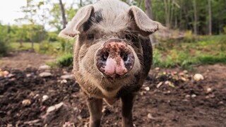 Ein Schwein schaut in die Kamera