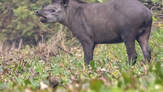 Tapir