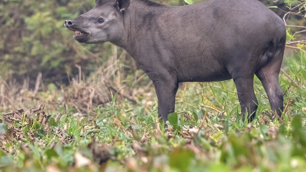 Tapir