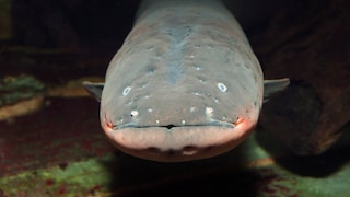 Electric Eel, Electrophorus electricus
