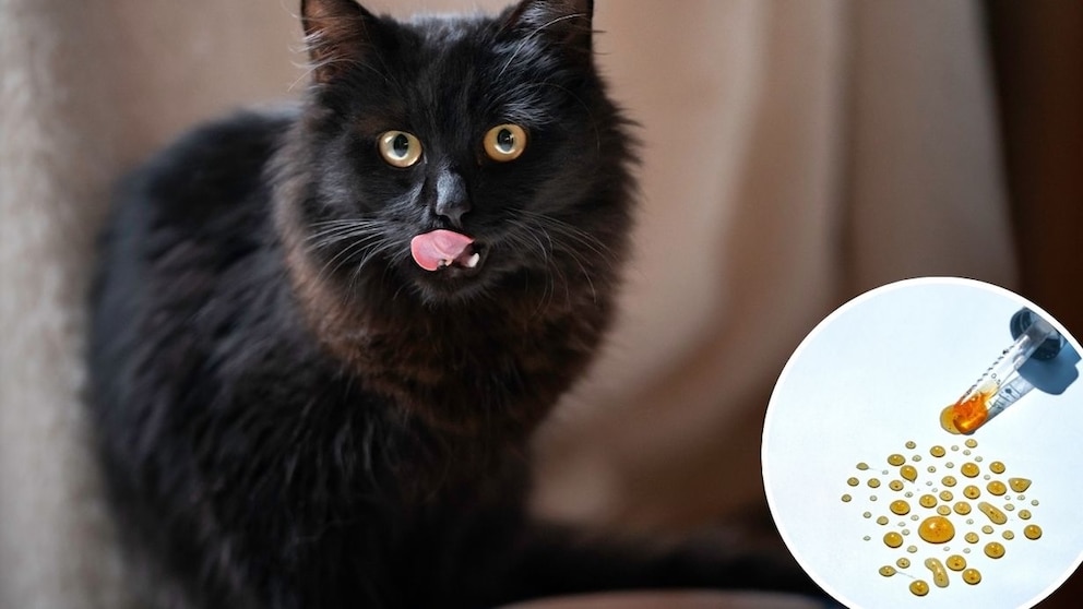 Katze schleckt sich über die Nase und ein Bildausschnitt von Lachsöl, aus einer Pipette