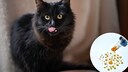 Katze schleckt sich &uuml;ber die Nase und ein Bildausschnitt von Lachs&ouml;l, aus einer Pipette