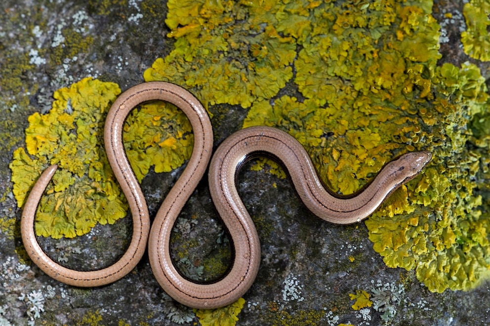 Blindschleiche auf Stein von oben