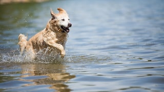Sind Blaualgen für Hunde gefährlich? PETBOOK erklärt, worauf Halter in der Badesaison besonders achten müssen