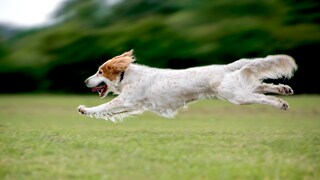 Hat Ihr Hund auch Zoomies?