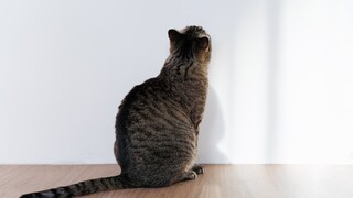 Katze starrt die Wand an