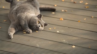 Katze rollt über Boden