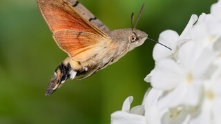 Taubenschwänzchen an einer Blume