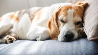 Hund liegt und knickt dabei die Pfote nach hinten