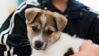 Hund auf dem Arm einer Person