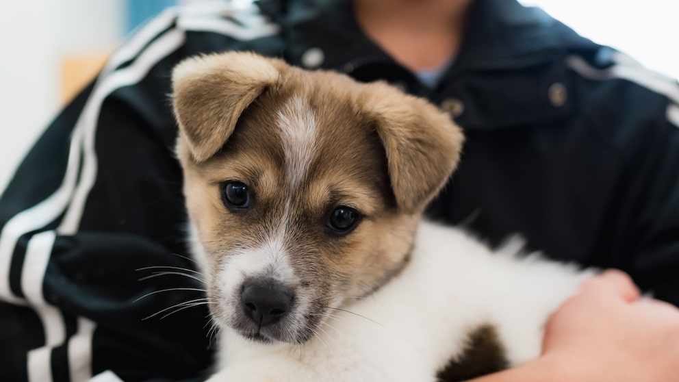 Hund auf dem Arm einer Person