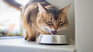 Katze frisst