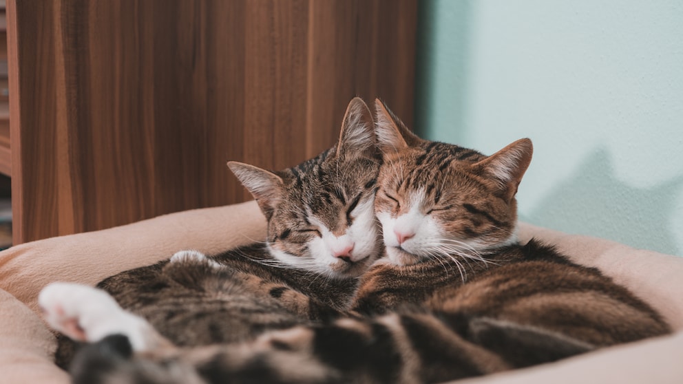 Ist Ihre Katze ein Freigänger oder eine Wohnungskatze?