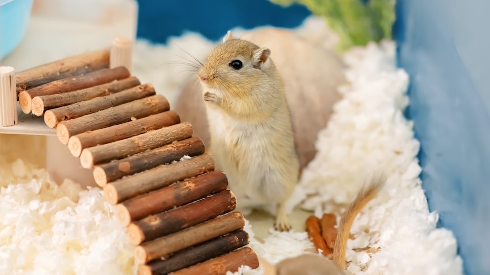 Eine Maus in einem Gehege
