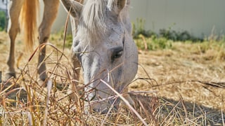 Ein Pferd frisst Heu