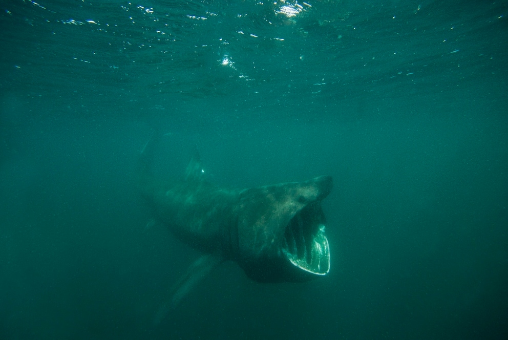 Basking Shark