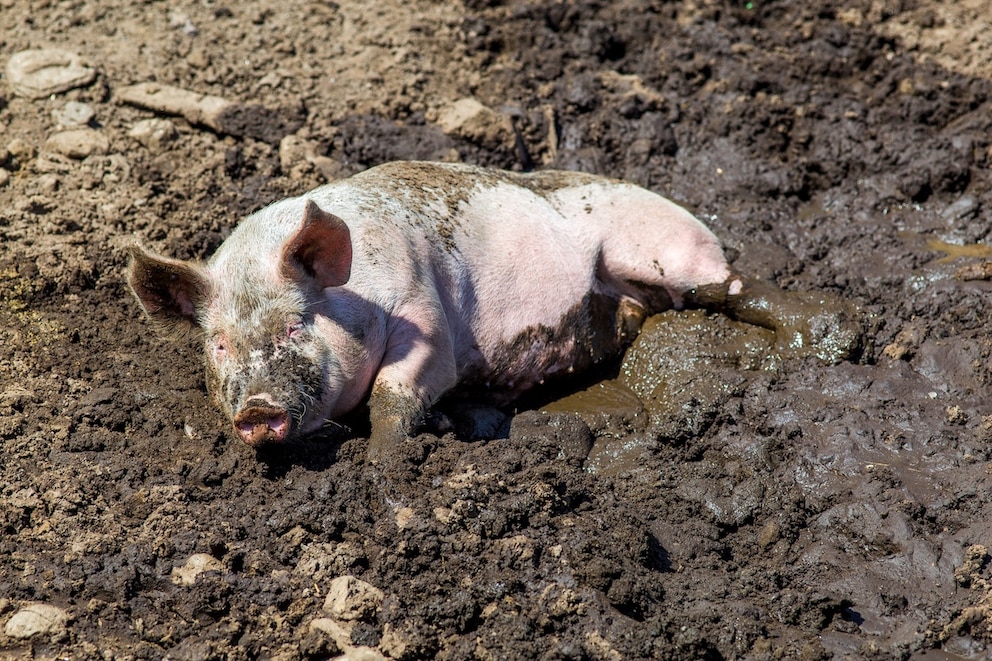 Schwein suhlt sich im Schlamm
