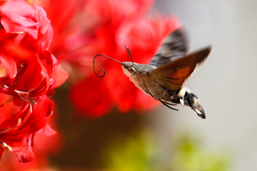 Ein Taubenschw&auml;nzchen fliegt eine Blume an