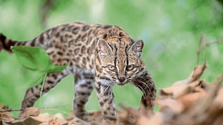 Die neu entdeckte Wildkatzenart Tilcayo