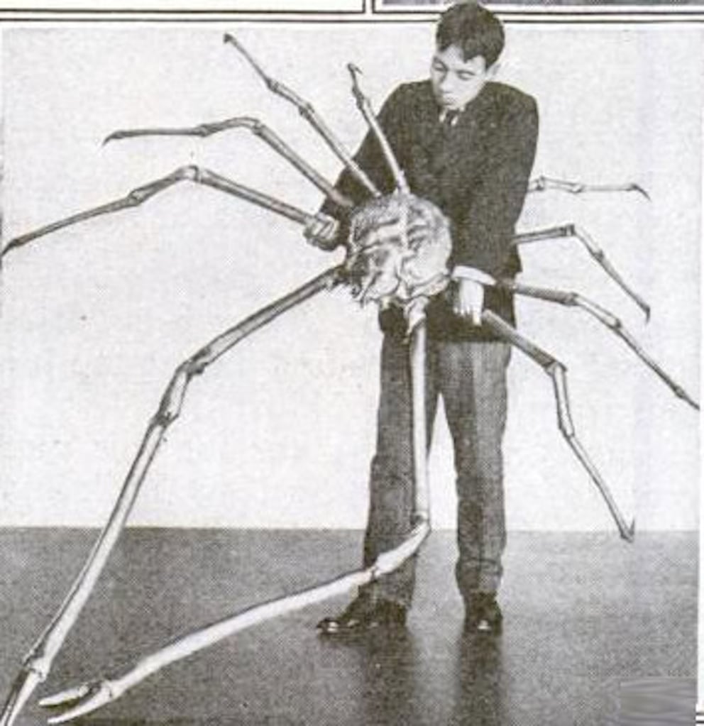 Man holding Japanese spider crab