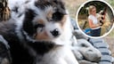 Wird Australian Shepherd Elvis den neuen, kleinen Mitbewohner willkommen hei&szlig;en? Autorin Manuela Liefl&auml;nder erz&auml;hlt in ihrer monatlichen PETBOOK-Kolumne vom Einzug von Welpe Ozzy
