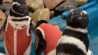 Pinguie tragen Schutzanzüge