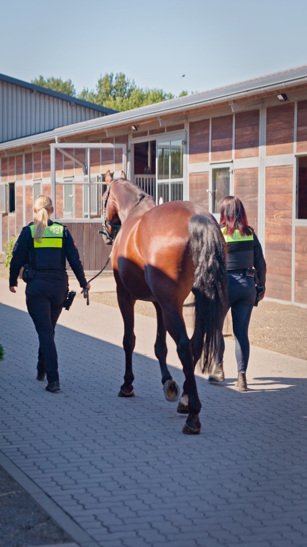 Police horse Rabauke at the Hanseklinik for Horses