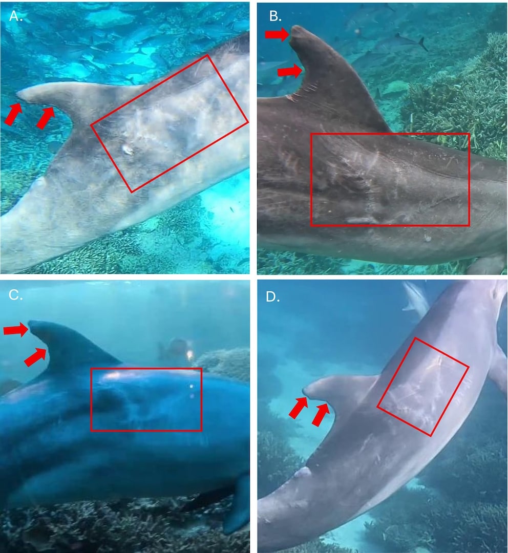 Dolphin Bubbles