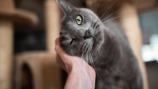 Katze schmiegt sich an dei Hand eines Menschen