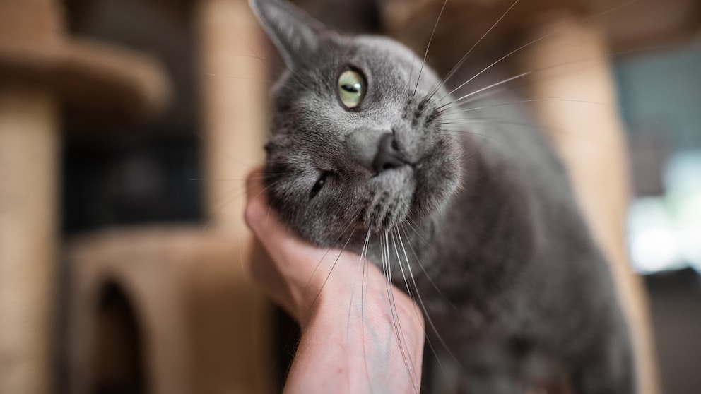 Katze schmiegt sich an dei Hand eines Menschen