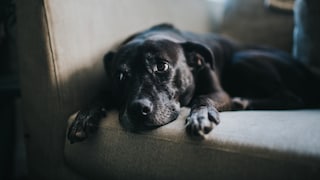 Ist das nur ein bettelnder Hundeblick oder ist mein Hund traurig?
