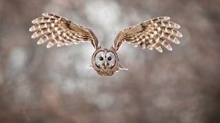 Eulen gelten eigentlich als friedliche Tiere. Im Jahr 2016 kam es in Oregon jedoch zu mehreren Angriffen auf Menschen