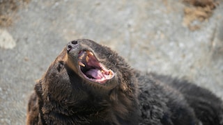 Ein ausgewachsener Braunbär kann bis zu 550 Kilogramm auf die Waage bringen