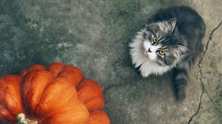 Diese Herbst-Deko ist aus vielen Haushalten nicht wegzudenken. Doch ausgerechnet die, könnte für Haustiere gefährlich werden