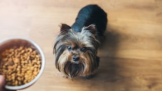 Haben Sie schon einmal darüber nachgedacht, Ihren Hund vegan zu ernähren?