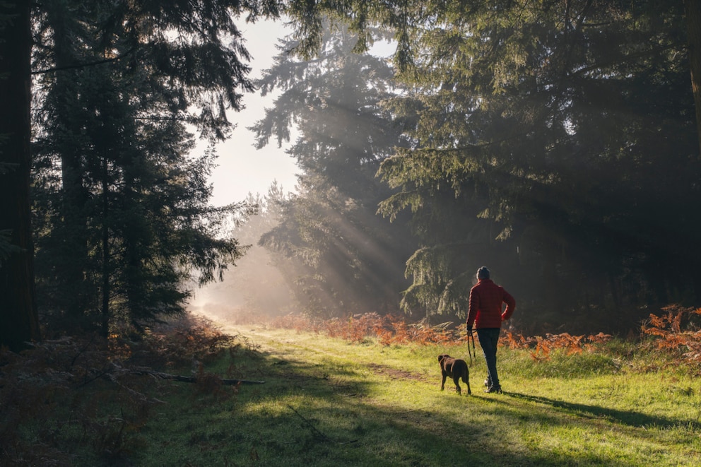 W&auml;hrend der Brunftzeit empfehlen F&ouml;rster, den Hund im Wald immer an der Leine zu f&uuml;hren