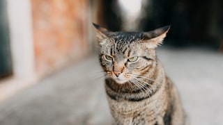Getigerte Katze schaut grimmig mit ohren seitlich zeigend