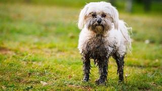 Haben Sie sich schon mal gefragt, wieso Ihr Hund scheinbar den größten Spaß an den ekligsten Dingen findet?