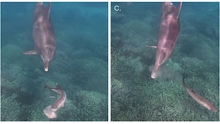 Delfin Bubbles verfolgt einen Fisch, bis sich dieser übergibt