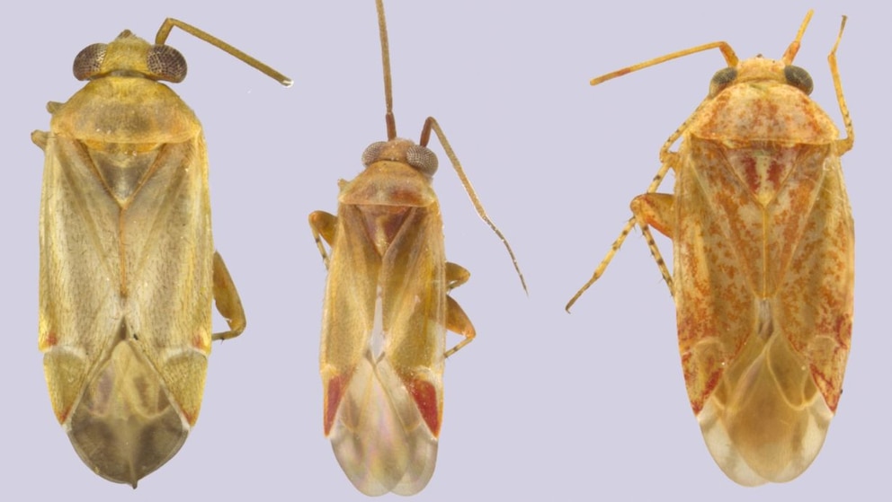 Drei der vier Insektenarten, die nach Taylor Swift benannt wurden.
