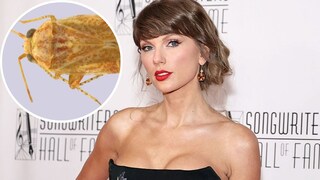Taylor Swift ist Namensgeberin für neue Insektenarten