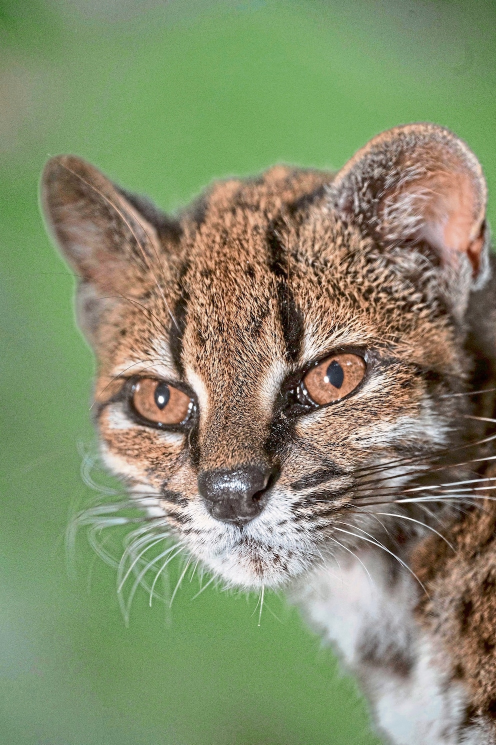 Close-up of Tilcayo