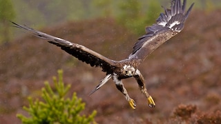Steinadler beim Fliegen