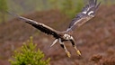 Steinadler beim Fliegen