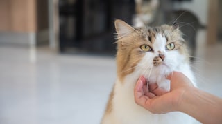 Katze wird gestreichelt