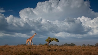 Eine Giraffe in der Savanne
