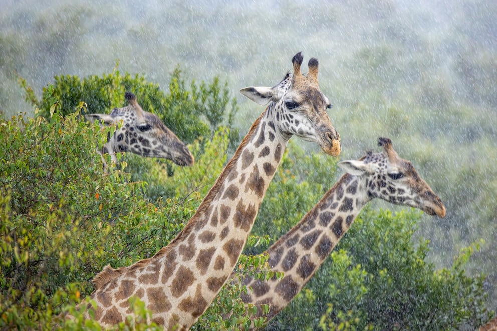 Giraffes in the rain